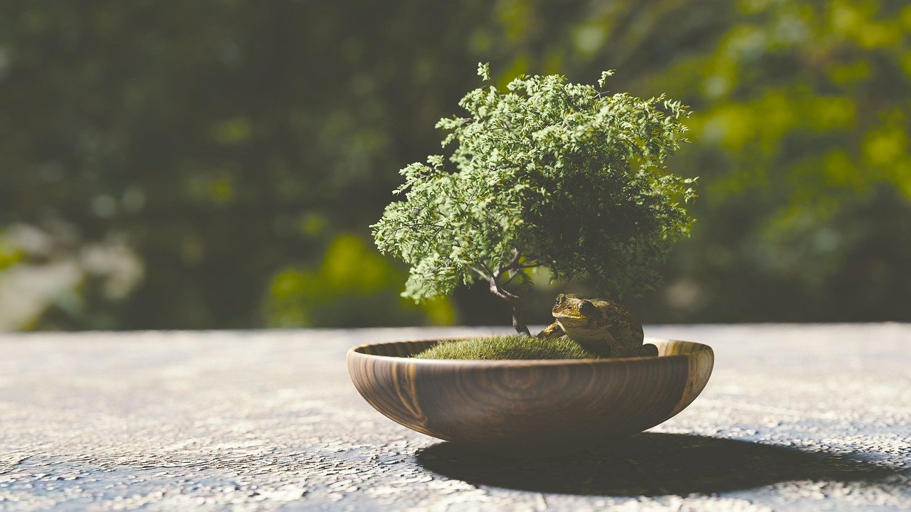 盆栽の植え替え