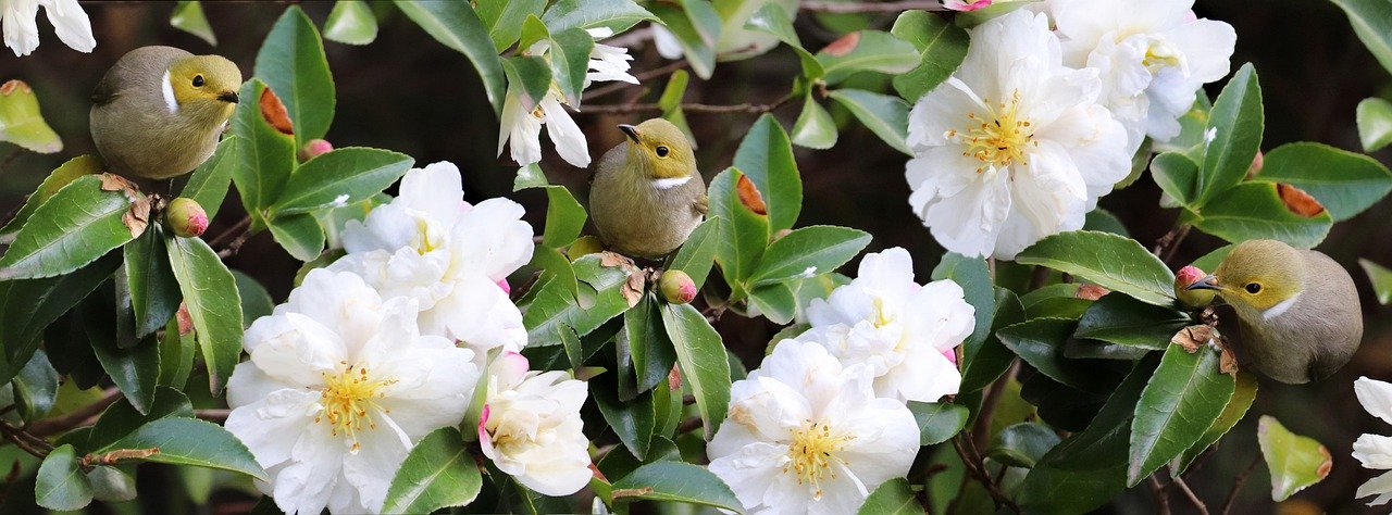 植物の健康診断?カイガラムシの駆除から土中の害虫対策?