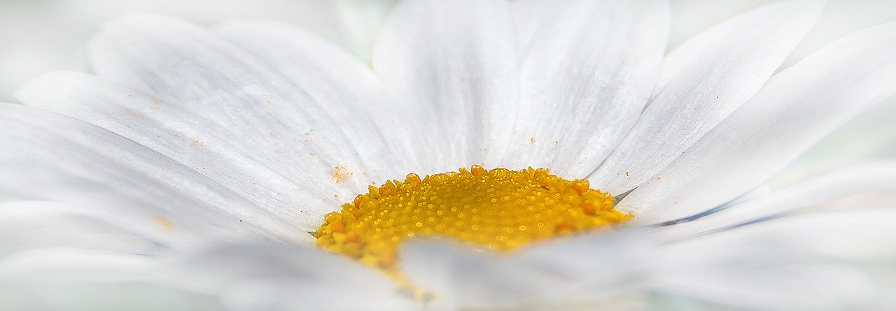 菊を刈り込み草丈を調整しよう