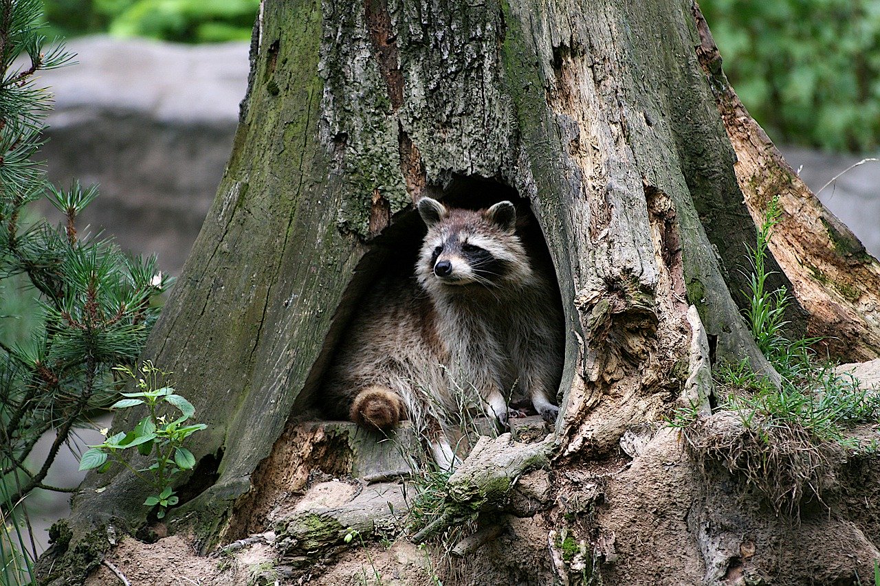 アライグマ害