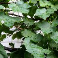 梅雨の病害虫防除