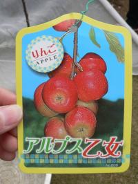 リンゴの鉢栽培　～果樹盆栽仕立て～