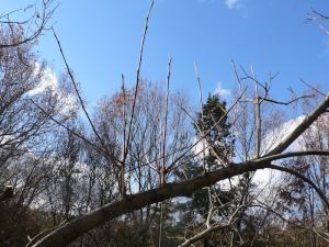 カキの老樹の若返り