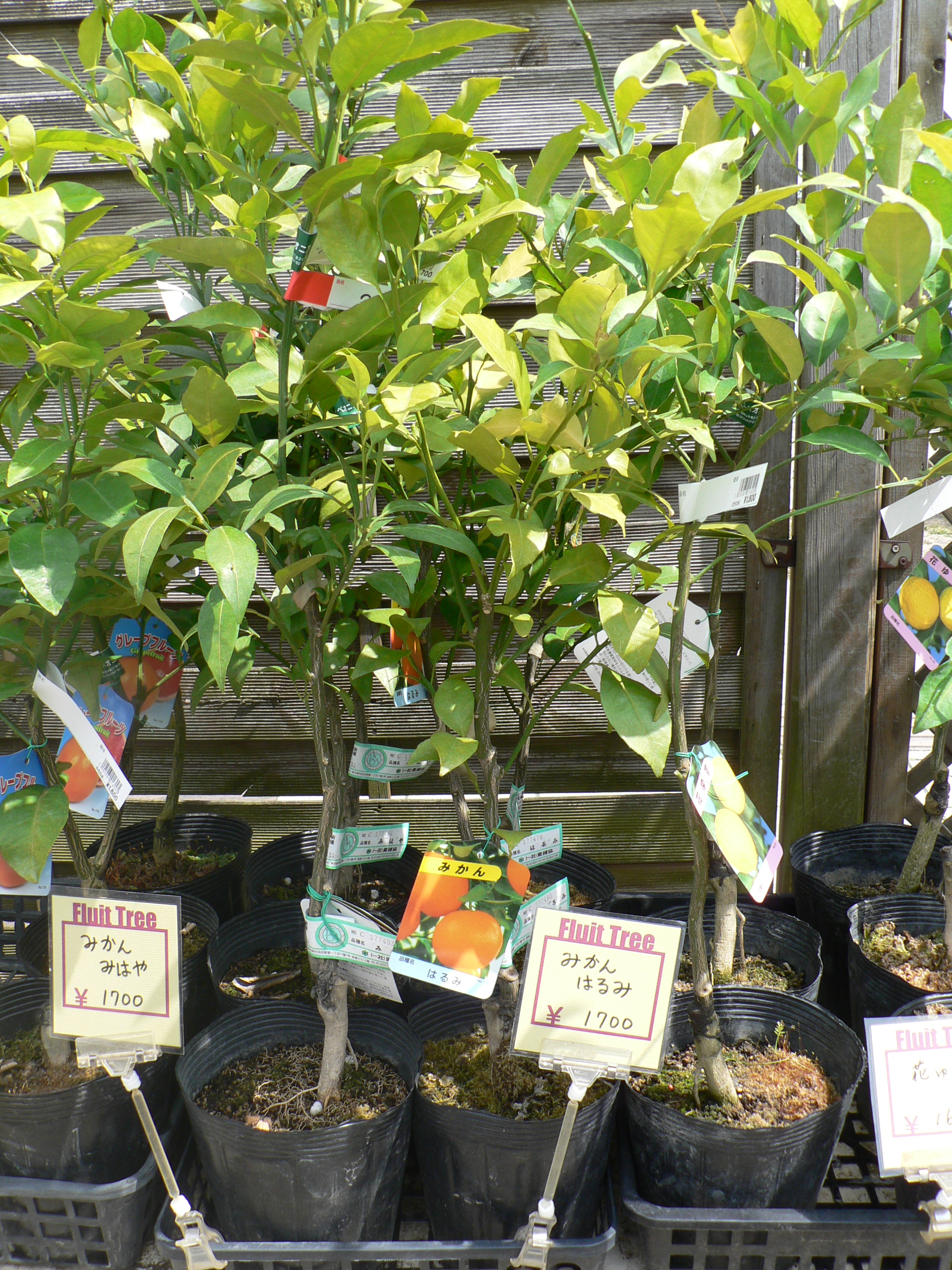 鉢植え果樹の苗木の入手方法と植付けのコツをご紹介 切るを楽しむ アルスコーポレーション株式会社