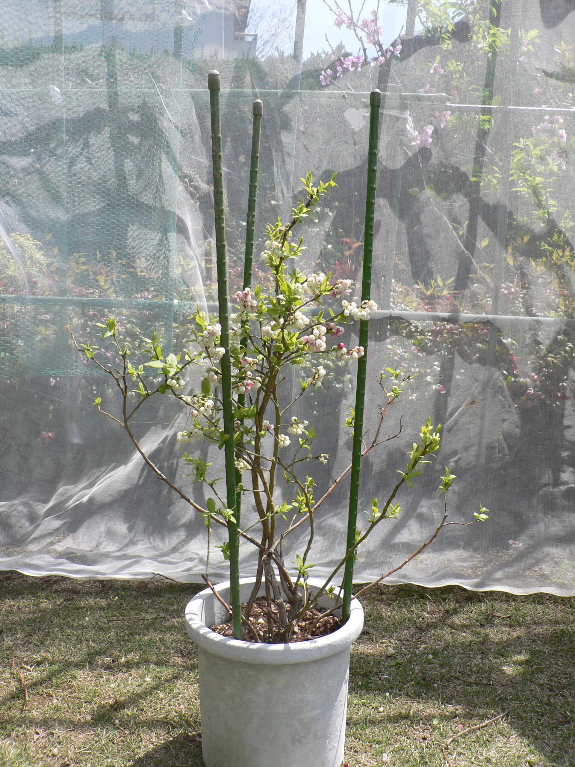 鉢植えブルーベリーの植栽と整姿 切るを楽しむ アルスコーポレーション株式会社