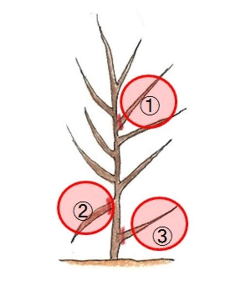 果樹の苗木植え付け直後の剪定