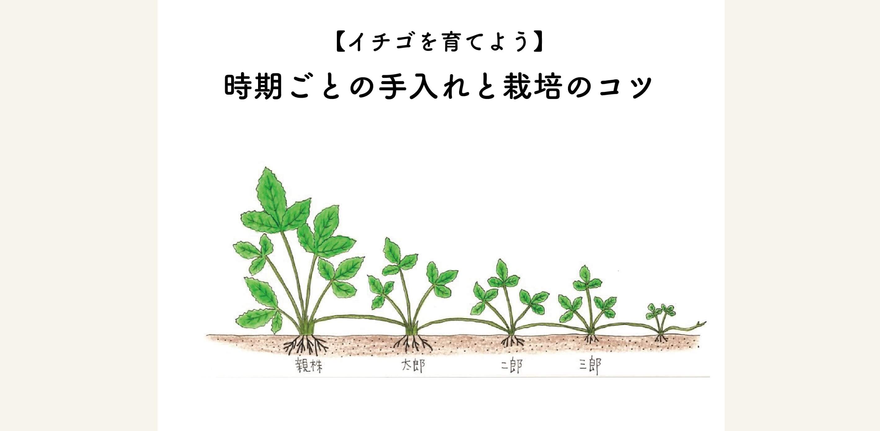 イチゴを育てよう 時期ごとの手入れと栽培のコツ 切るを楽しむ アルスコーポレーション株式会社