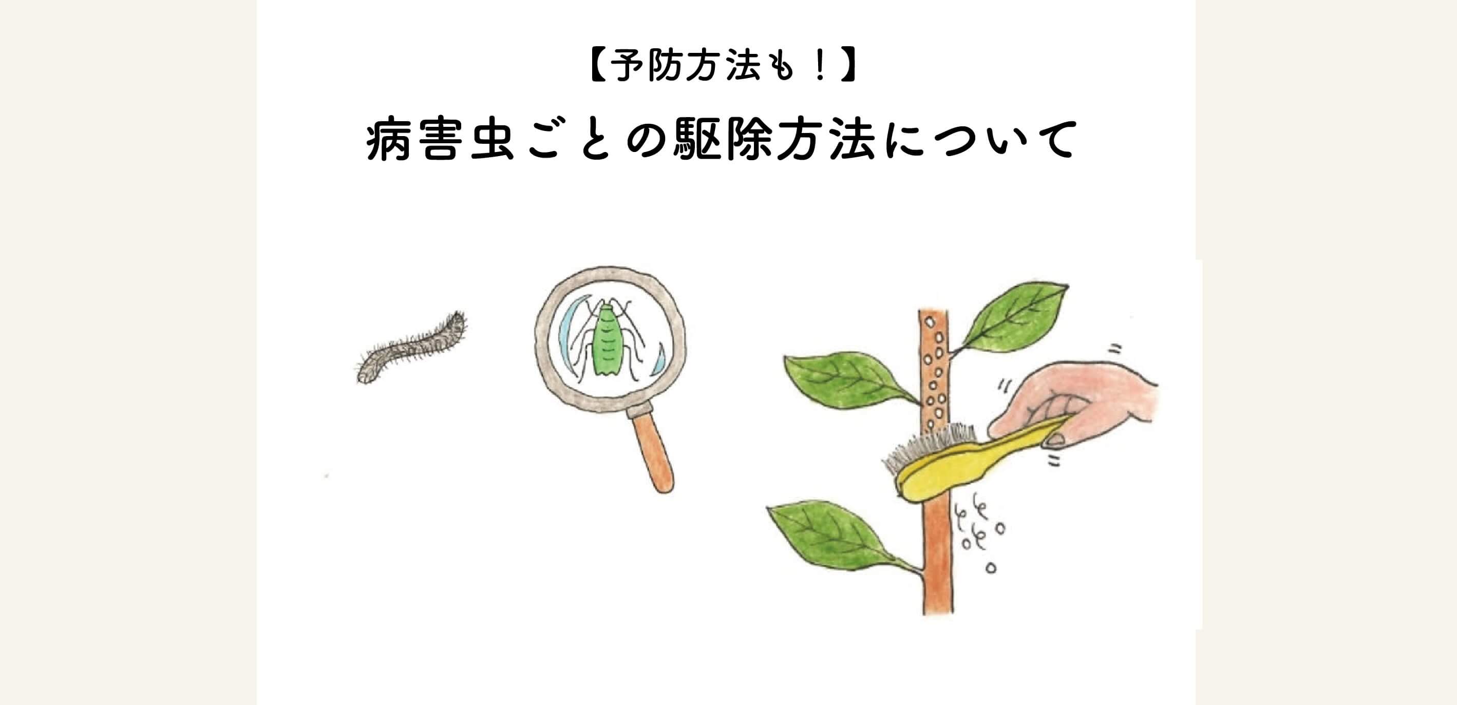 【予防方法も！】病害虫ごとの駆除方法について