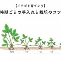 イチゴの手入れと栽培のコツ