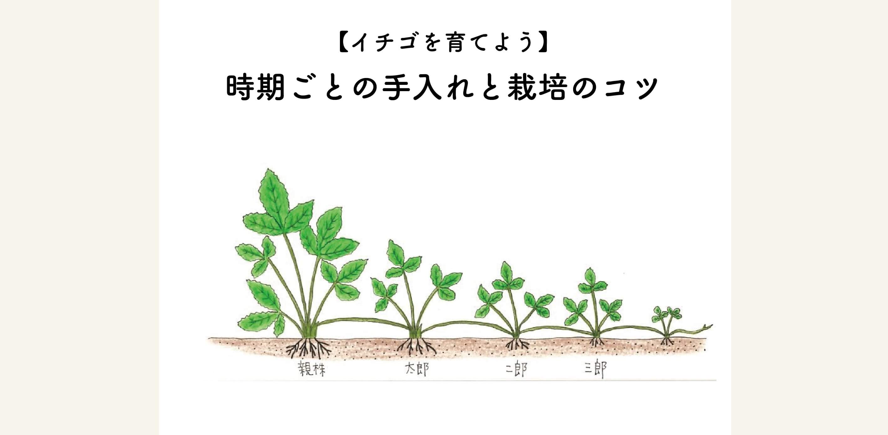 【イチゴの育て方】植え付け後のお手入れと栽培のコツ