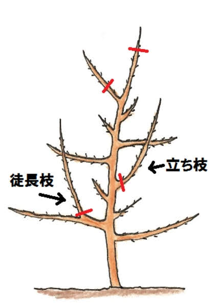 梅の枝の剪定
