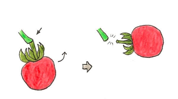 トマトの実を房から収穫するイラスト