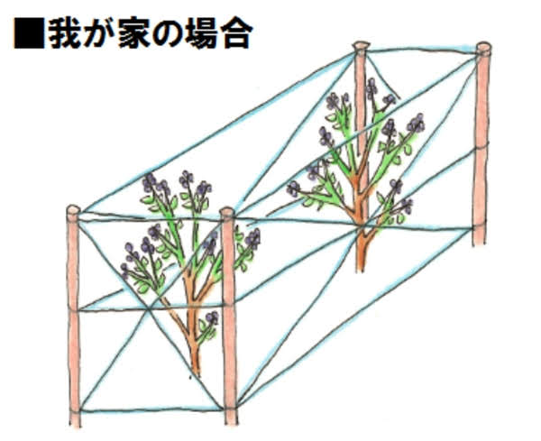 ブルーベリーの鳥害対策のイラスト