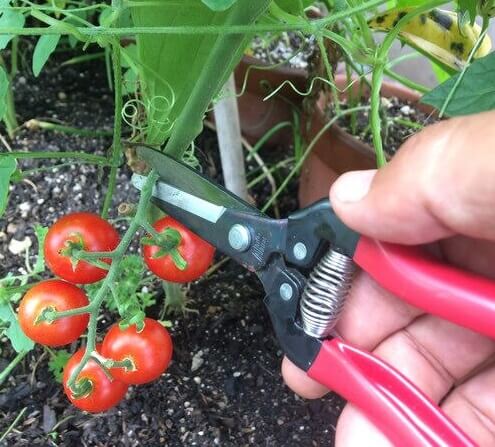 ミニトマトを菜園鋏で収穫している写真