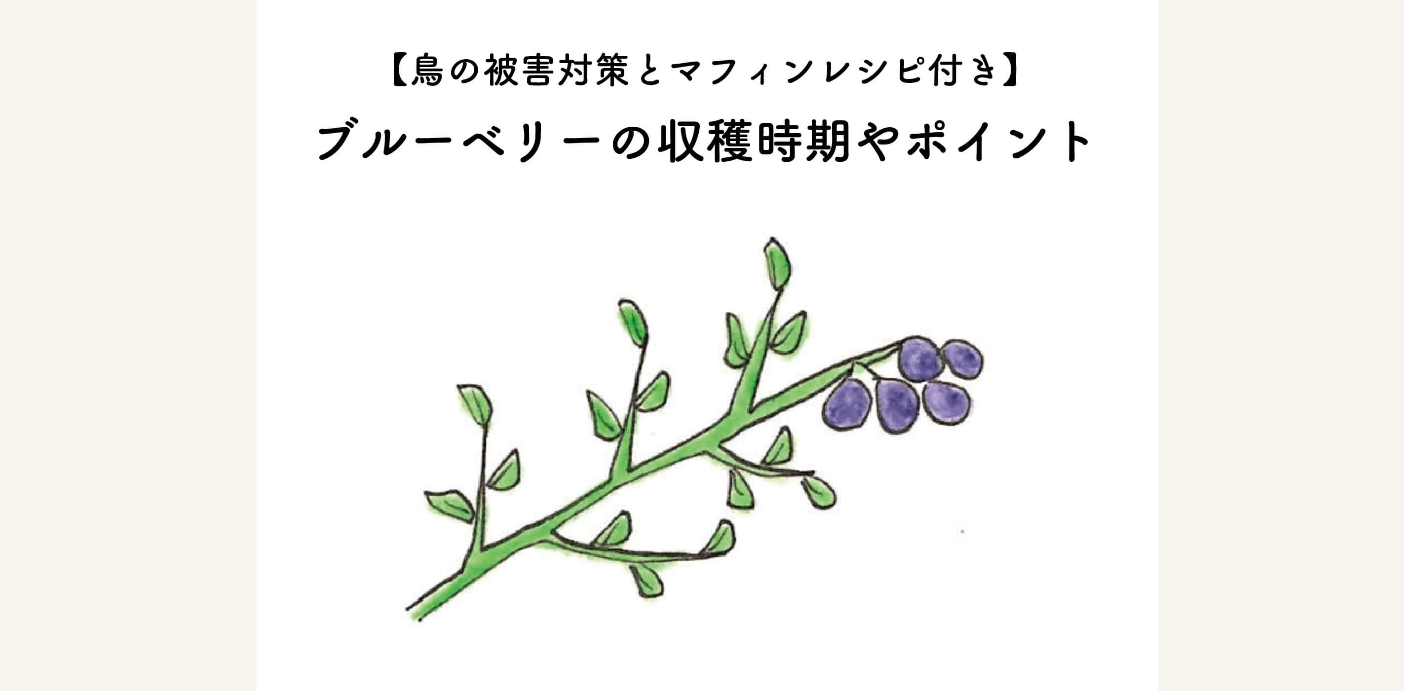 【鳥の被害対策とマフィンレシピ付き】ブルーベリーの収穫時期や収穫時のポイントを大紹介