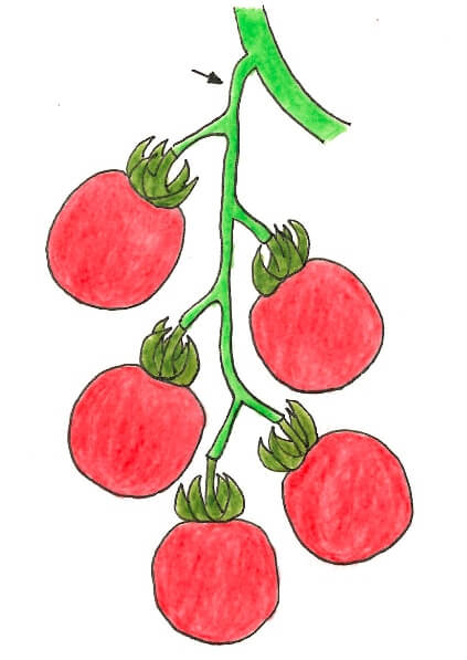 夏野菜の収穫 トマト キュウリ ナスの収獲テクニックとコツをご紹介