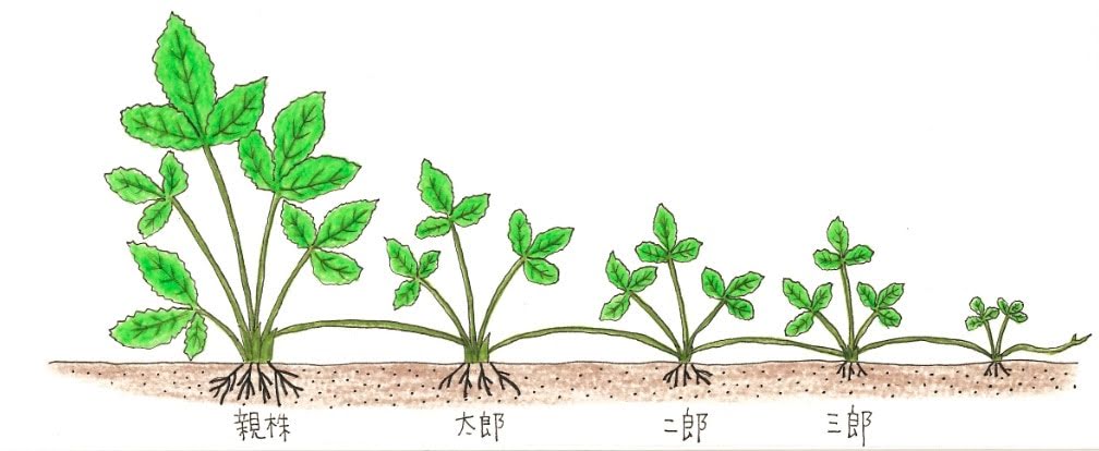 イチゴの育て方 植え付け後のお手入れと栽培のコツ 切るを楽しむ アルスコーポレーション株式会社