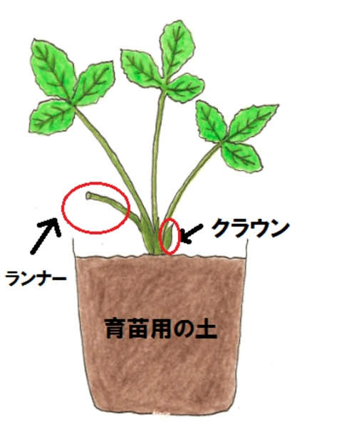 イチゴの育て方 植え付け後のお手入れと栽培のコツ 切るを楽しむ アルスコーポレーション株式会社