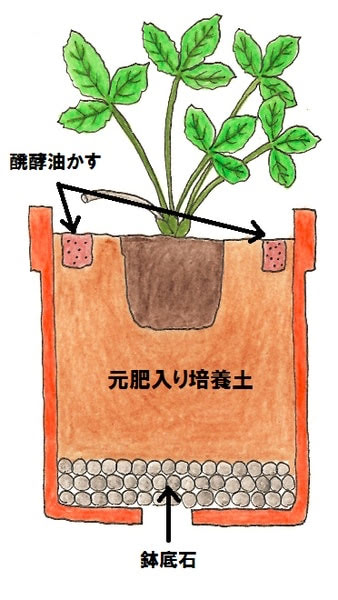 イチゴの苗の植え付けのイラスト