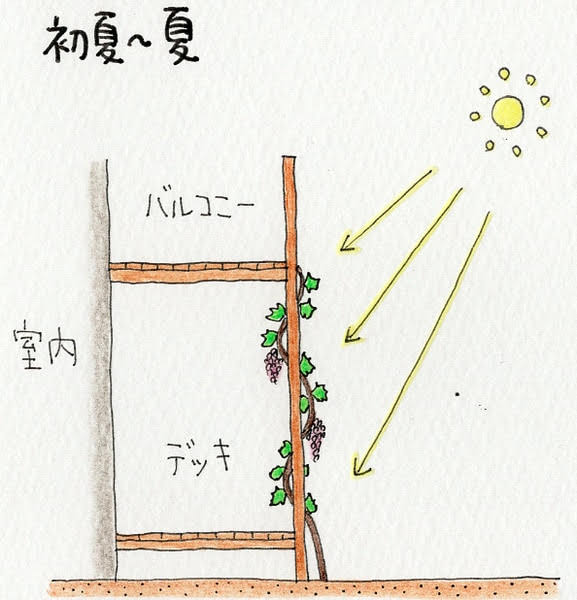 初夏～夏のブドウ（葡萄）のグリーンカーテン