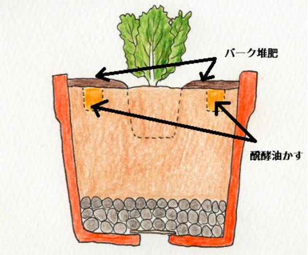 レタスの植え付け方法の図解