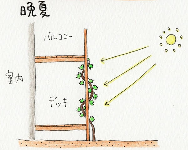 晩夏のブドウ（葡萄）のグリーンカーテン