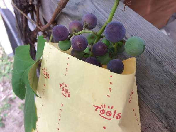ブドウ（葡萄）の袋掛け