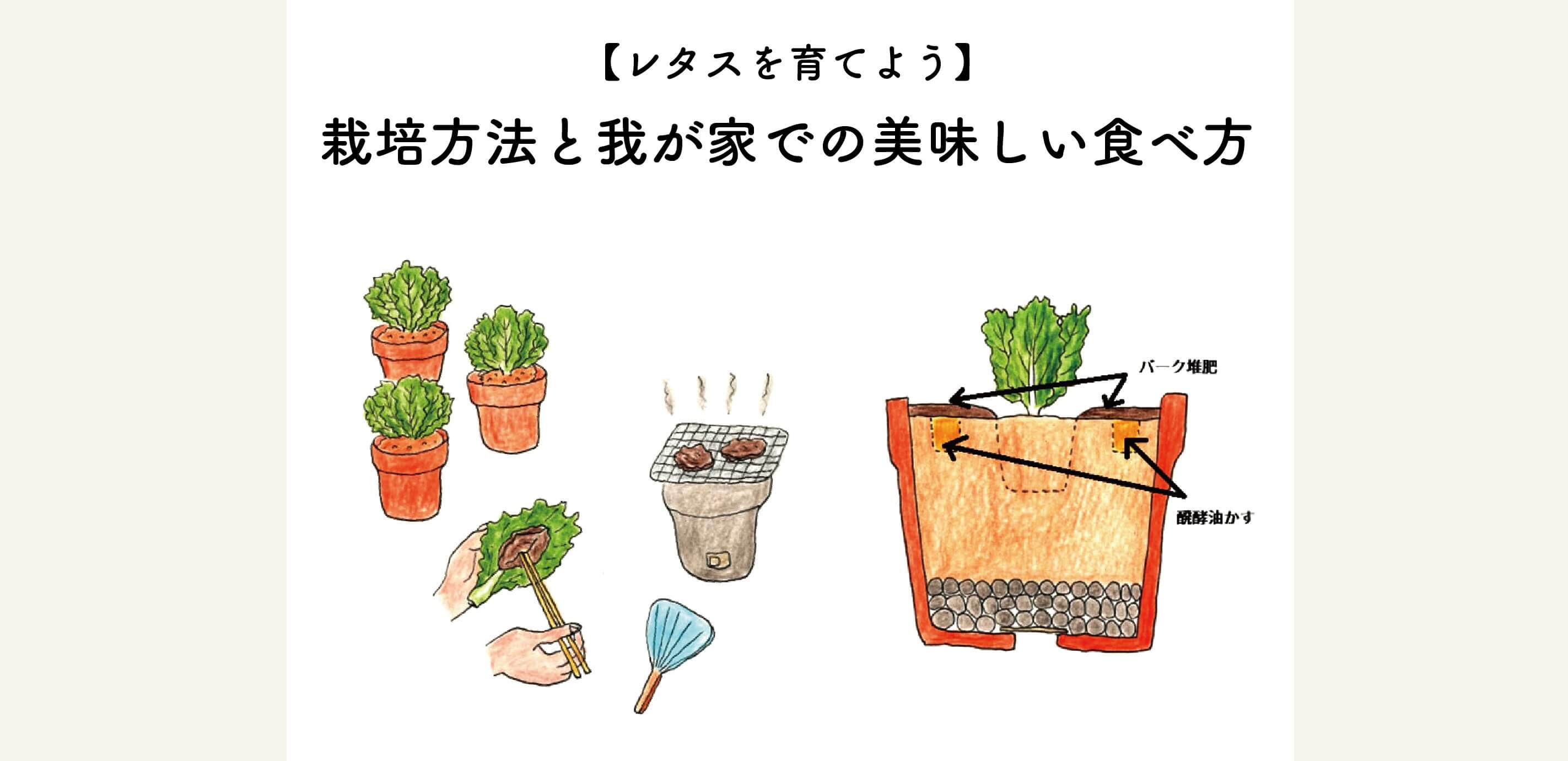 【レタスを育てよう】栽培方法と我が家での美味しい食べ方