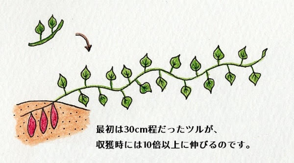 サツマイモの葉の伸び方