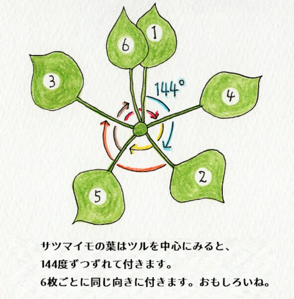 サツマイモの葉の付き方