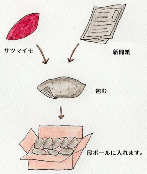 サツマイモを新聞で包んでダンボールに入れる