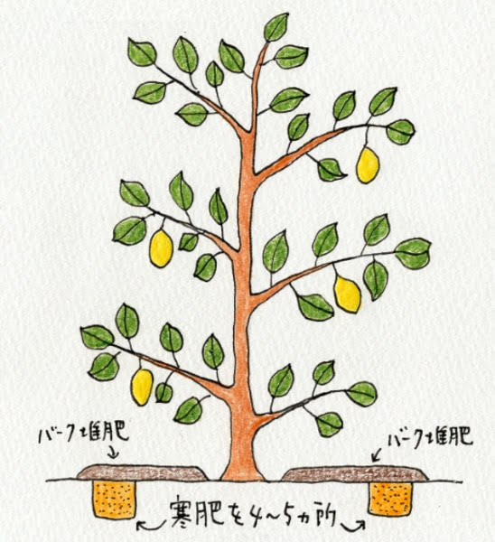 レモンの木に寒肥とバーク堆肥を与える