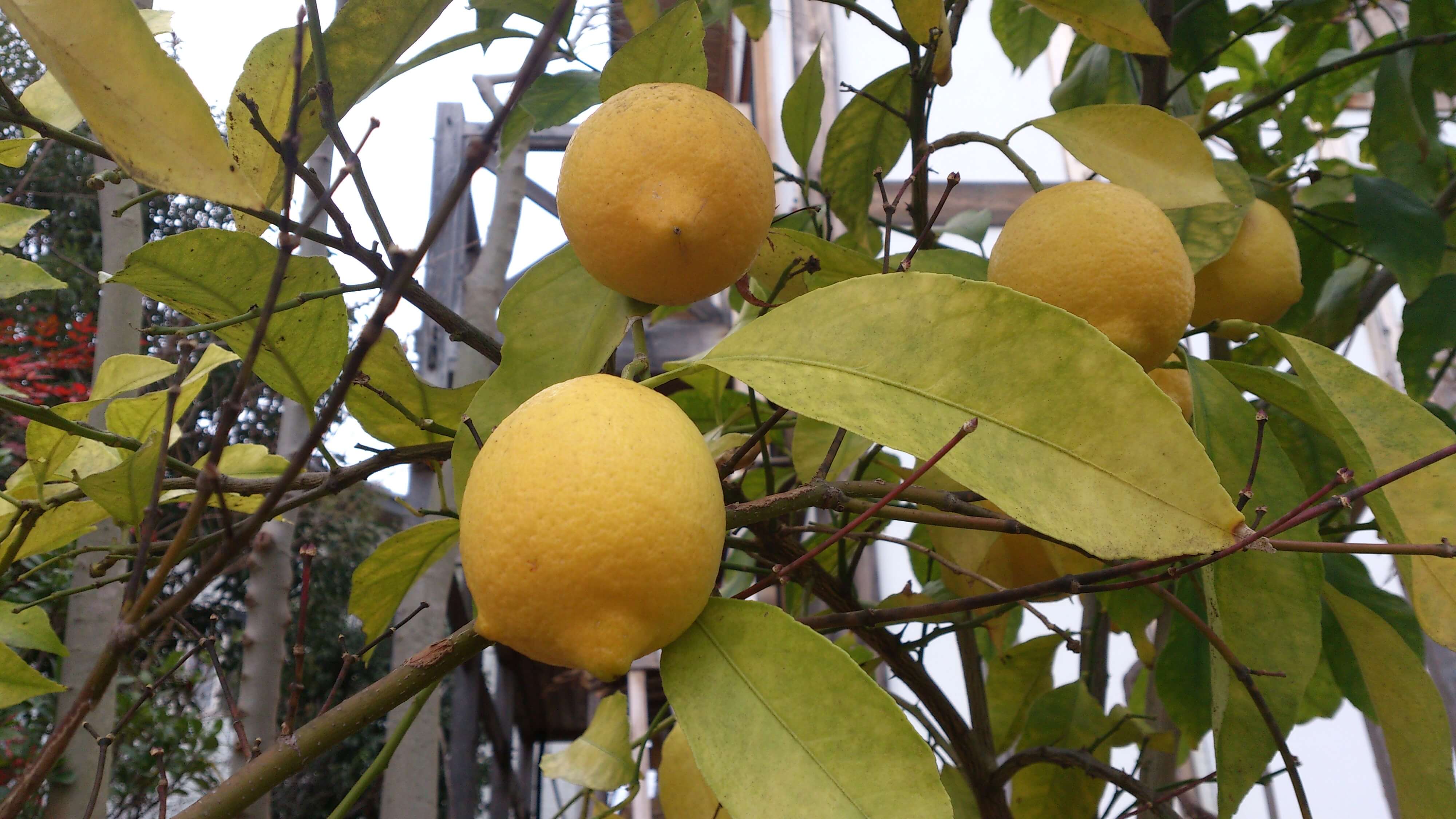 【無農薬レモンを育てよう】地植えの方法と寒肥の与え方