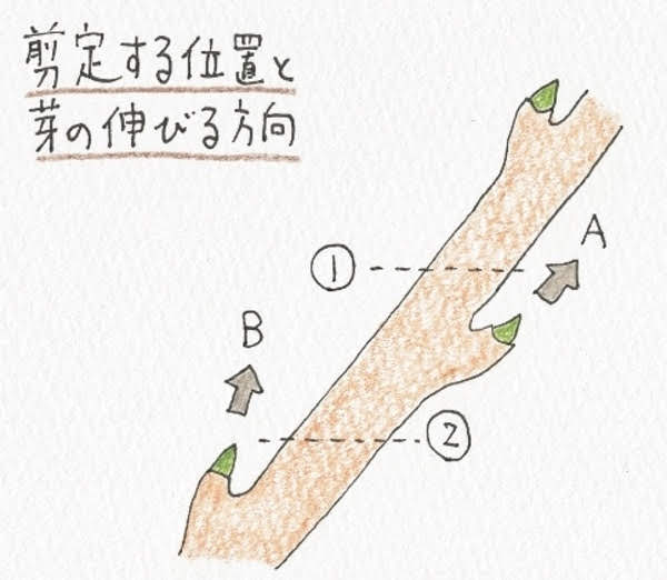 枝を剪定する位置と芽の伸びる方向