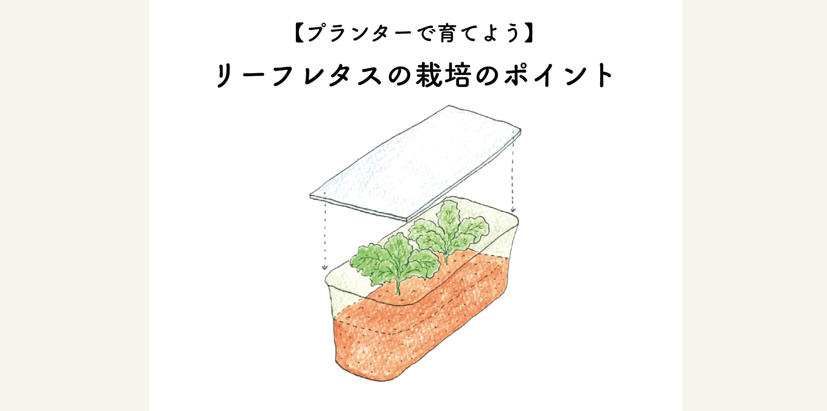 【プランターで育てよう】リーフレタスの栽培方法と水やりのポイント