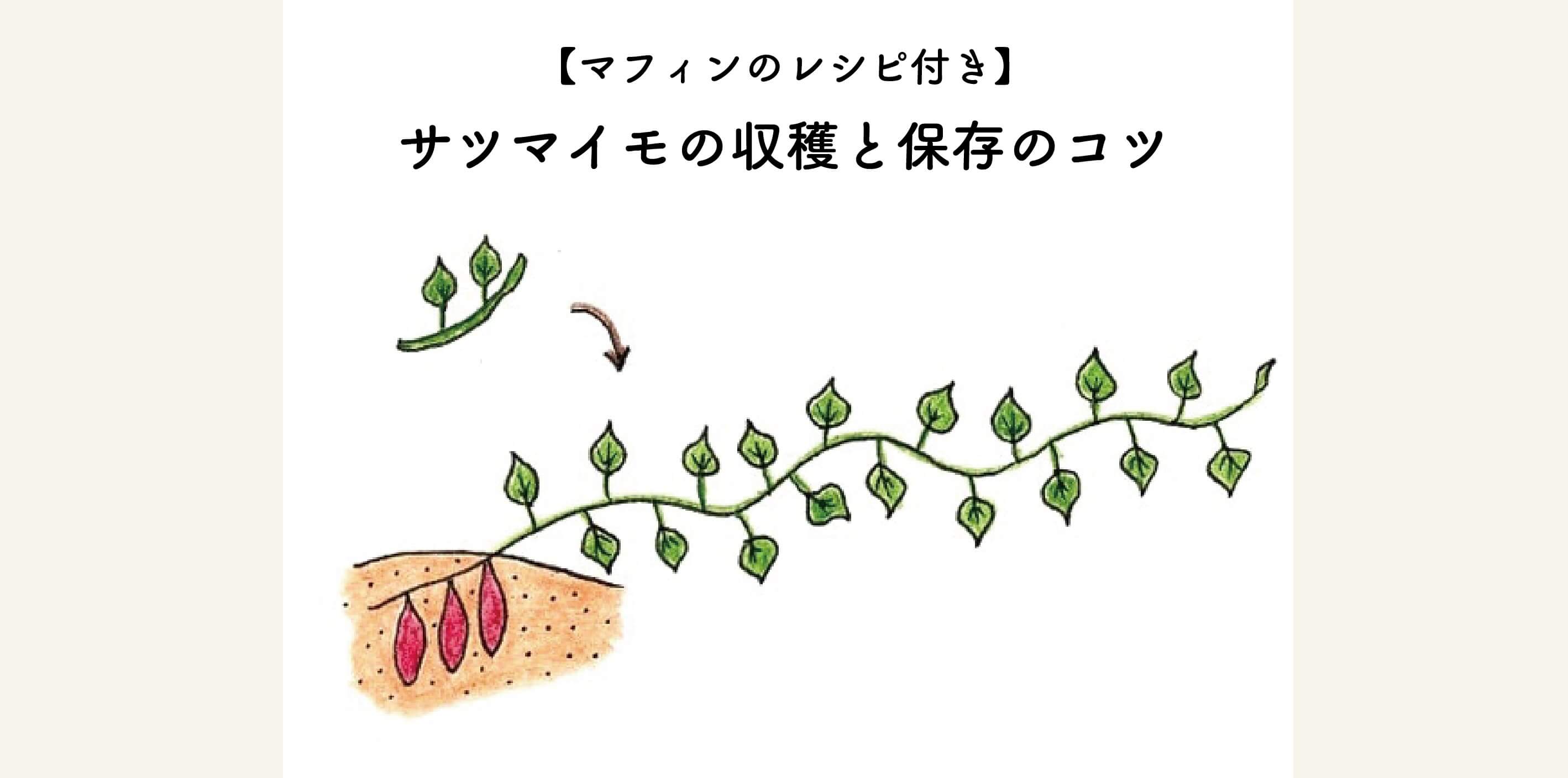 【マフィンのレシピ付き】秋だ！サツマイモの収穫と保存のコツ