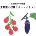 夏野菜の収穫テクニックとコツ