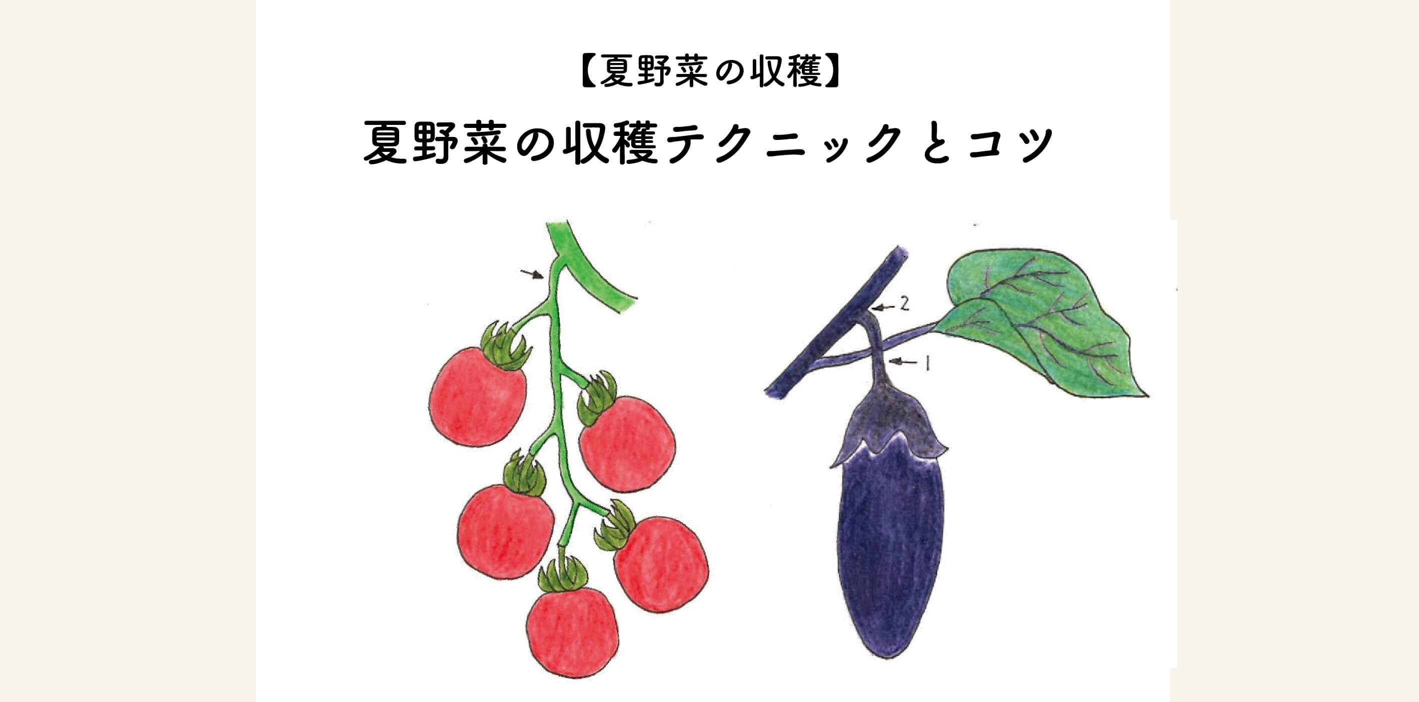 【夏野菜の収穫】トマト・キュウリ・ナスの収獲テクニックとコツをご紹介