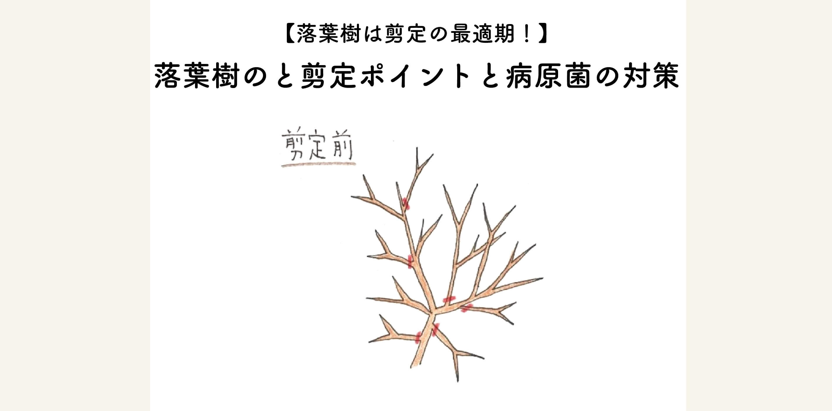 【落葉期は剪定の最適期！】落葉樹の剪定ポイントと病原菌の対策