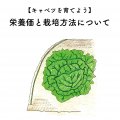 キャベツの育て方！栄養価と栽培方法について