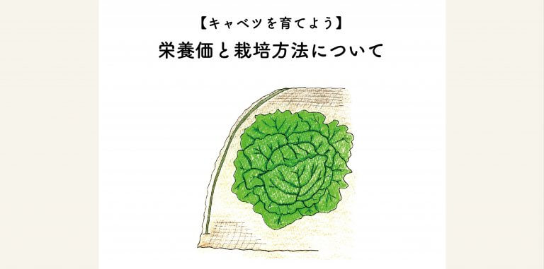 キャベツの育て方！栄養価と栽培方法について