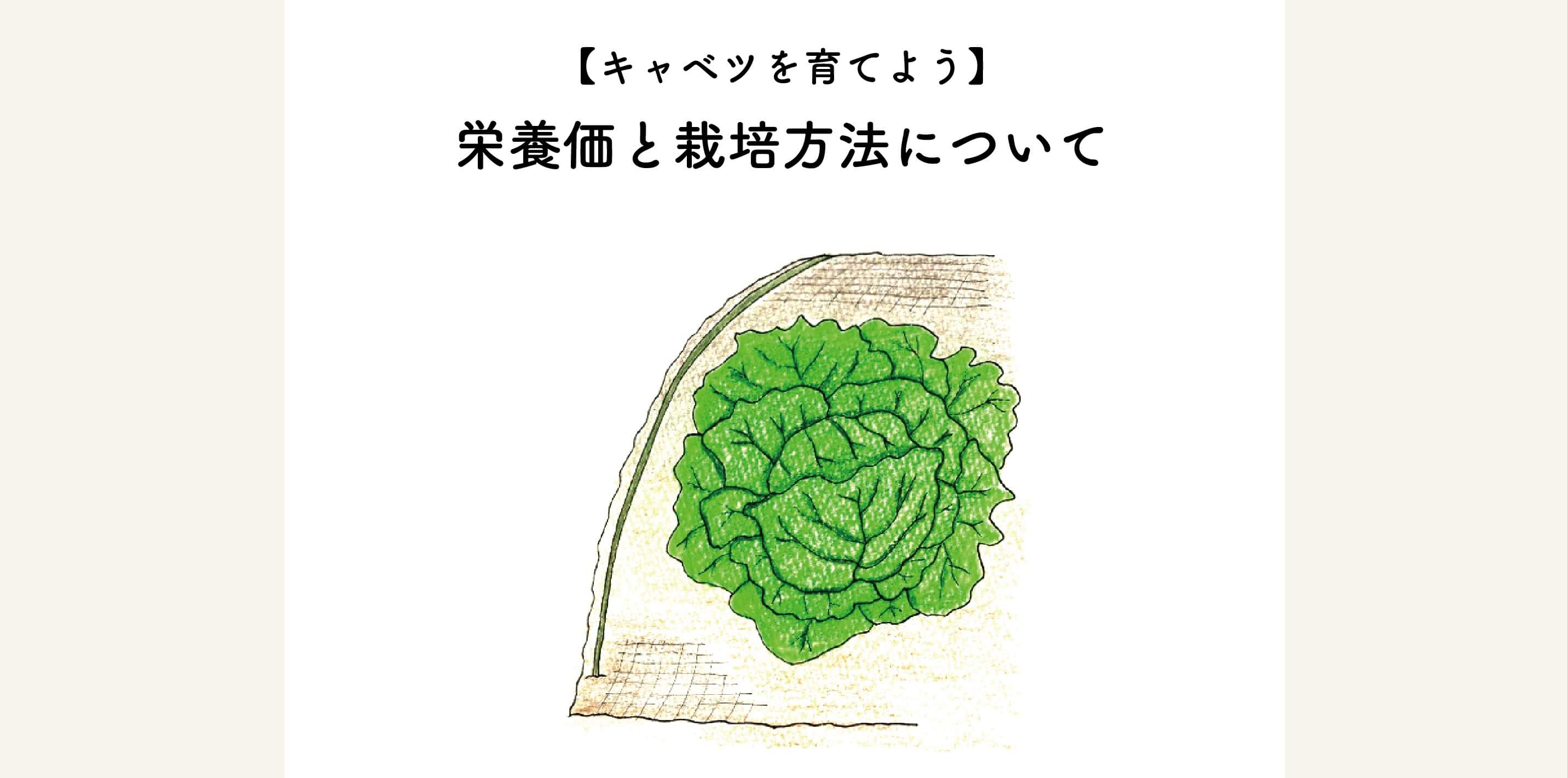 【キャベツを育てよう】栄養価と栽培方法について