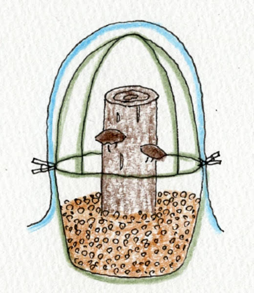 シイタケをベランダで栽培する