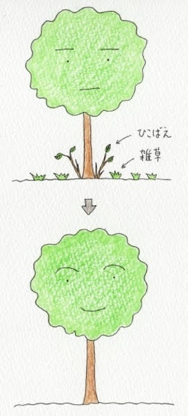 庭木の周りのひこばえや雑草を取り除く