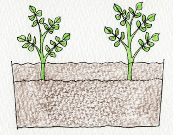 芽が出たジャガイモに土を入れる