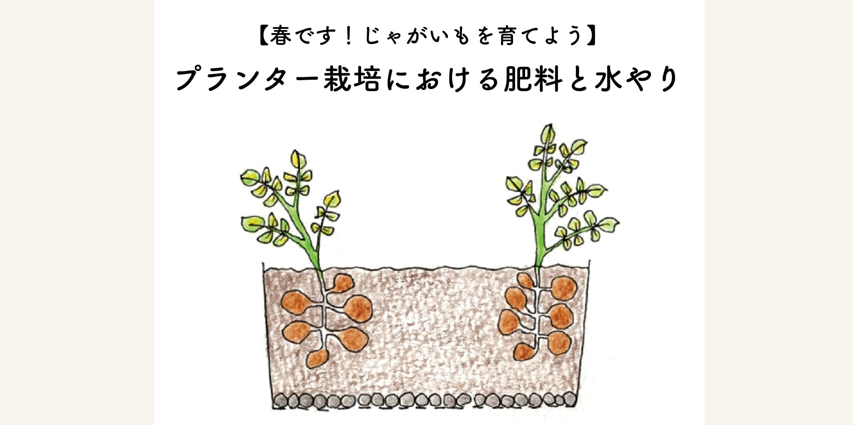 【春です！じゃがいもを育てよう】プランター栽培における肥料と水やりの方法について