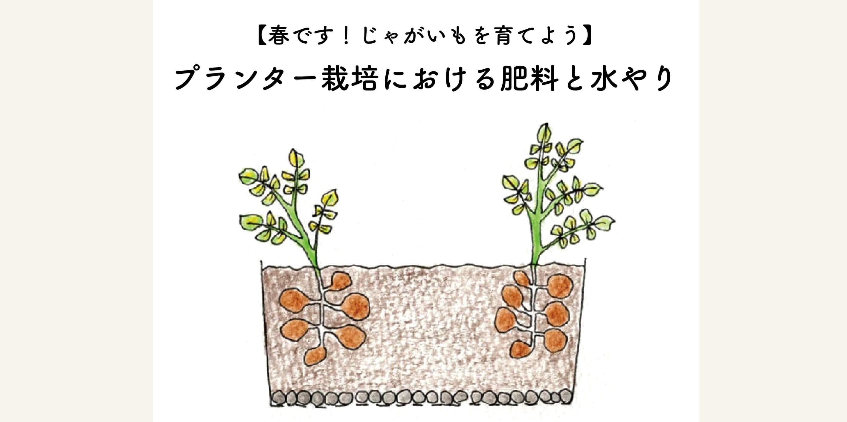 春です じゃがいもを育てよう プランター栽培における肥料と水やりの方法について 切るを楽しむ アルスコーポレーション株式会社