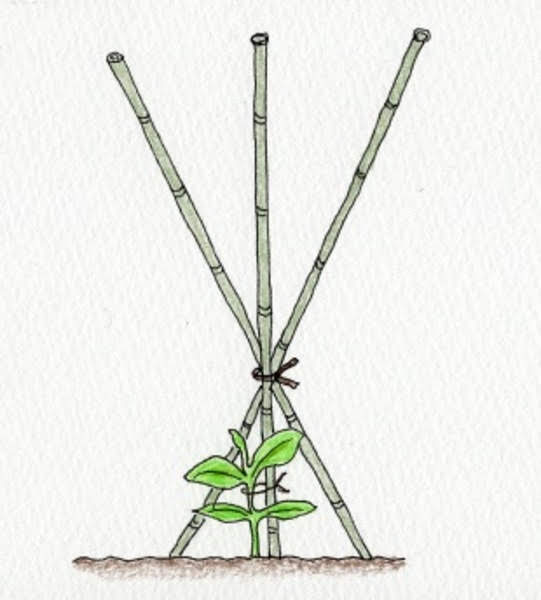 夏野菜栽培用の竹支柱