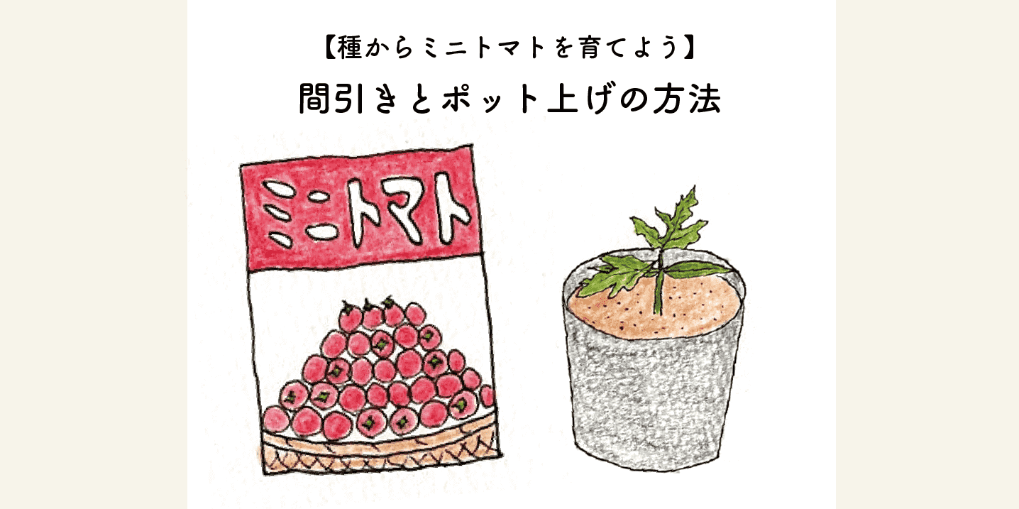 【種からミニトマトを育てよう】間引きとポット上げの方法