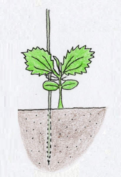 ミニキュウリを育てよう 植え付けとバーク堆肥の敷き方について 切るを楽しむ アルスコーポレーション株式会社